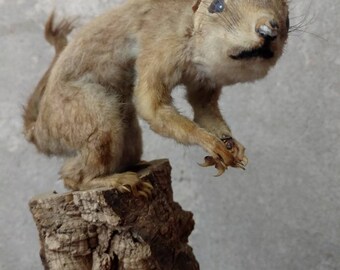 Vintage Taxidermy Squirrel, Small Very Old Stuffed Taxidermied Animal