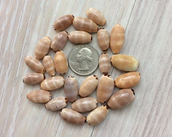 Bulk seashells | Etsy