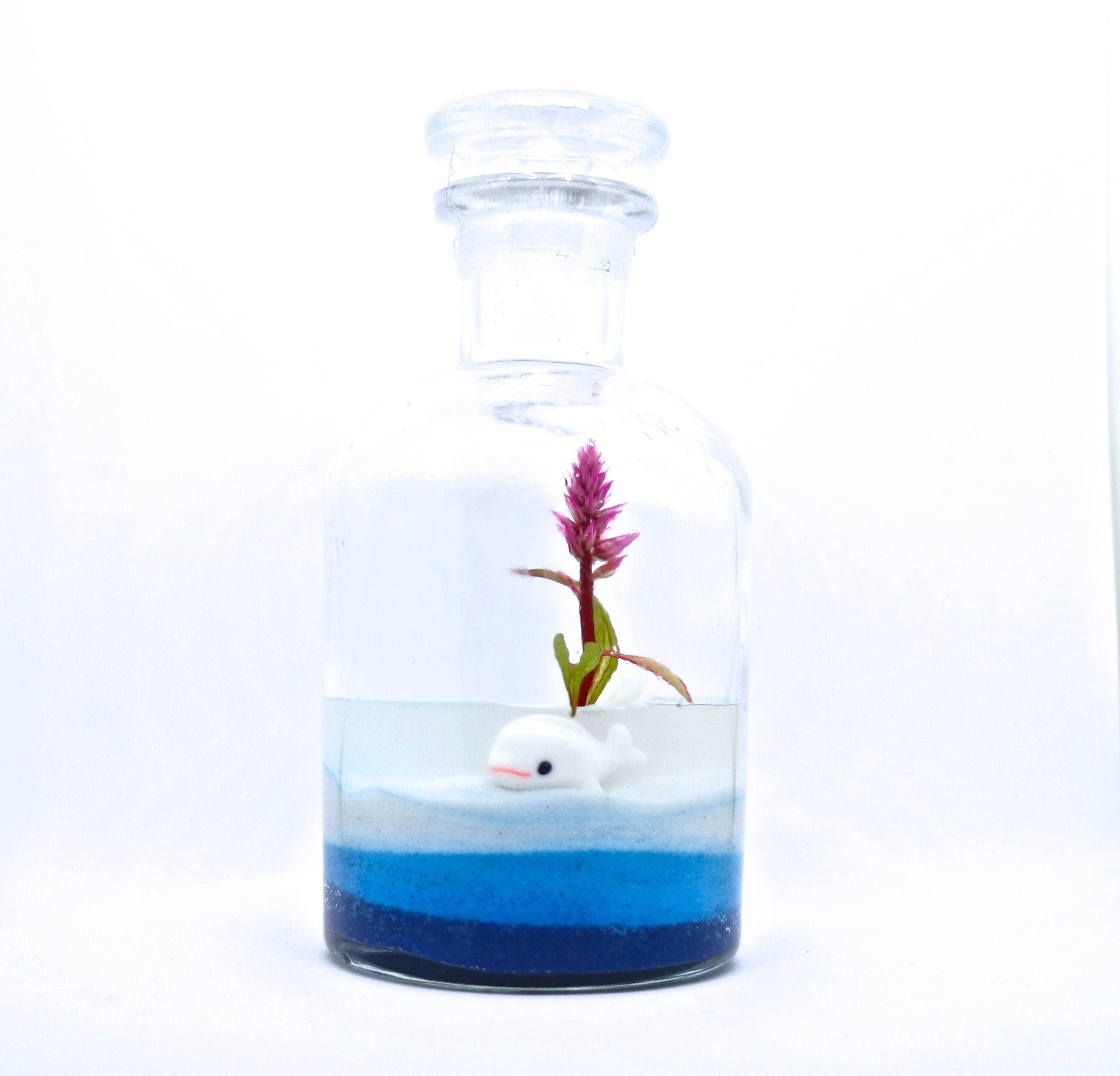 Live Flower Terrarium, Celosia. Long Lasting Bloom, Great for Work