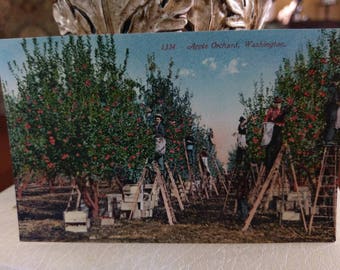 Postcard ~ Apple Orchard, Washington