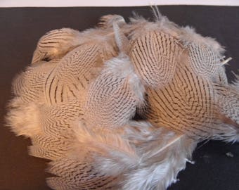 feathers rare back pheasant argenté(lot de 6) soft and thin striped snow/silver