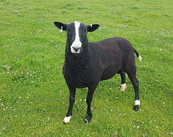 Zwartble raw fleece