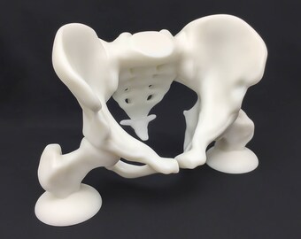 Human anatomy Pelvis