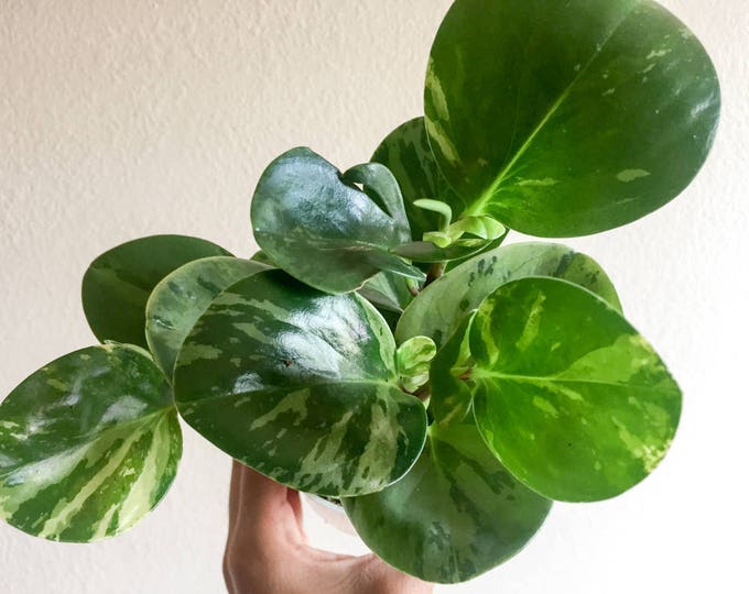 Baby Rubber Plant Marble Peperomia Peperomia Obtusifolia Variegata Plant Blunt-Leaved Peperomia Pepper Face Plant House Plant Indoor Plant