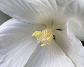 White Hibiscus