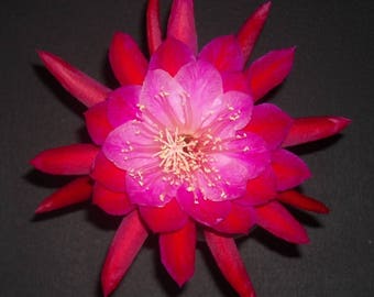 Rare Fragrant Epiphyllum PINK CUP Cutting Great Color Lg Flower Orchid Cactus