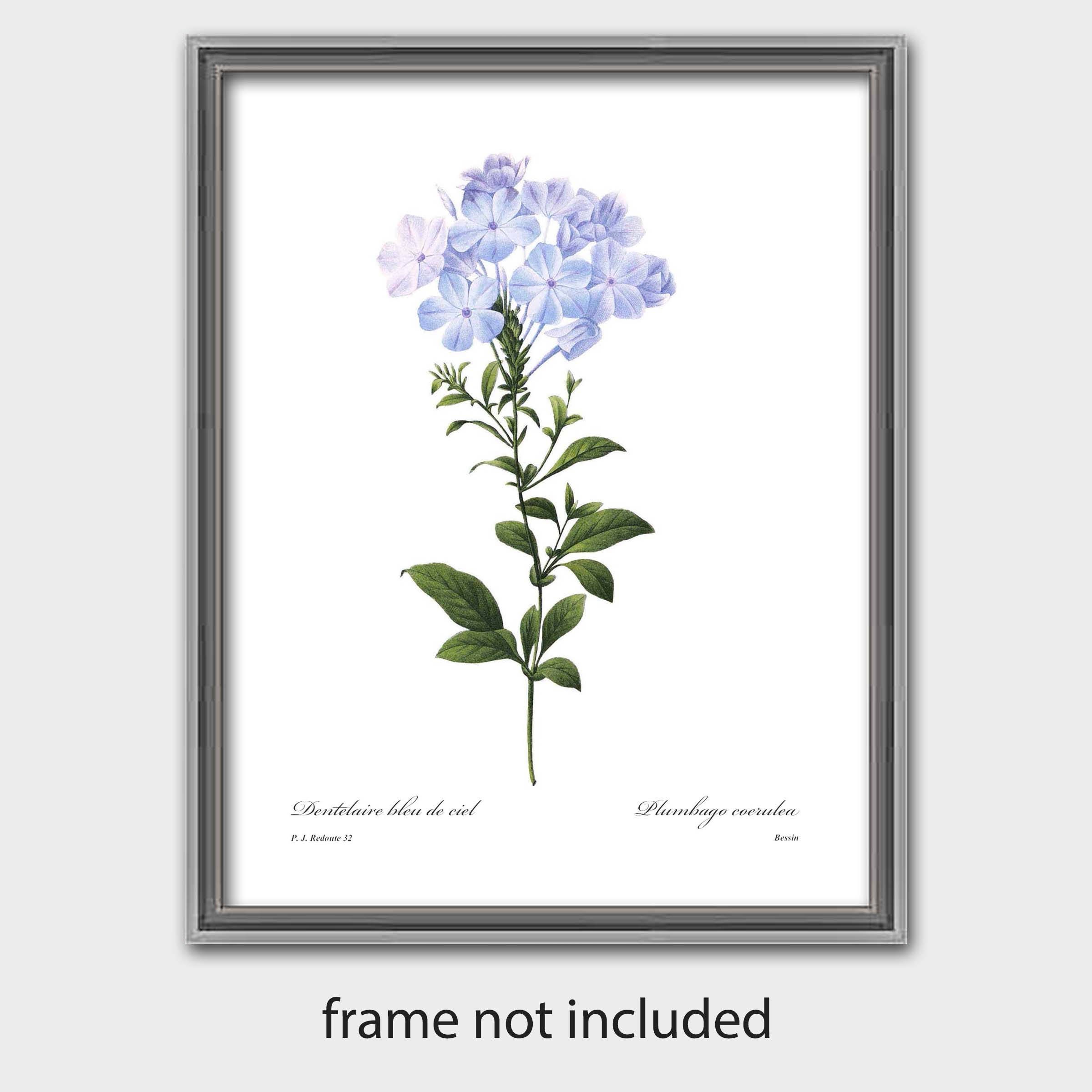 French Country Wall Decor Botanical Illustration Print Blue