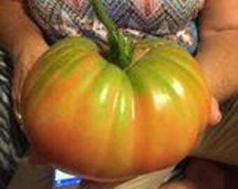 15 Rozovyi Gigant - Giant heirloom tomato 15 seeds-1374
