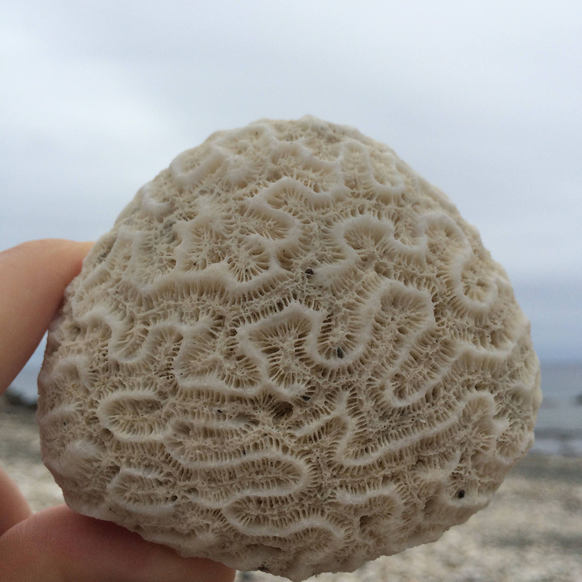 Brain Coral, Fossil Collecting, Natural White Coral Fossils, Fossil