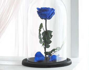 Beauty and the beast rose (Large), Belle Rose, forever blue rose, Enchanted Rose, rose in glass, preserved rose, five year rose