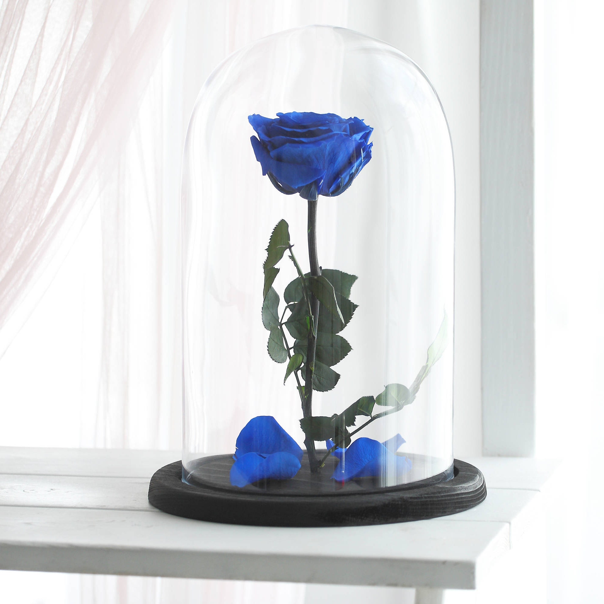 Beauty and the beast rose Large Belle Rose forever blue