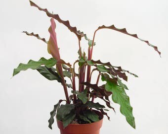Fuzzy Feather Calathea Plant, Calathea Rufibarba, Prayer Plant, Maranta Peacock Plant, Velvet Calathea Plant, Rattlesnake Plant, House Plant