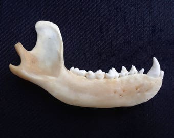 Raccoon jaw bone | Etsy