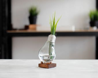 Bud Vase ALPHA, Glass Vase, Plant Terrarium, Miniature Vase, Plant Holder, Recycled Vase, Creative Decor, Lightbulb Vase, Small Plant Gift