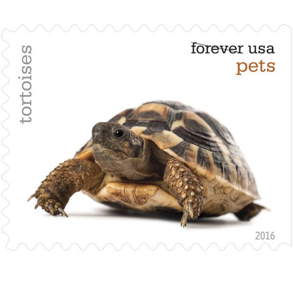 5 Unused Turtle Postage Stamps // Tortoise Stamps // Box