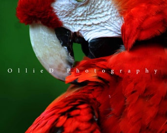 Scarlet Macaw - Fine Art Greeting Card