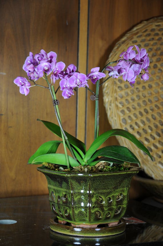 Handmade Ceramic Orchid Pot With Attached Saucer Glazed