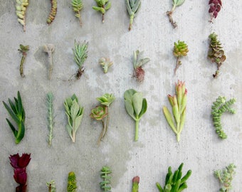 28 Assorted Variety Succulent Cuttings, 3"-4" Organic Succulents Free Ship Bulk Succulents Succulent Starters Live Succulents Plant Cuttings