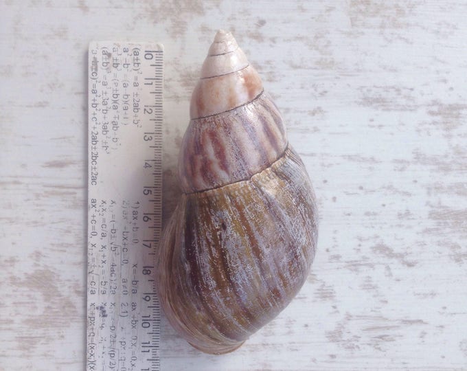 Akhatina shell