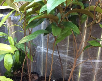 1 White Star Apple Live Plant - Bearing fruit stage- Cay Vu Sua Trang , 18 - 24 Inches - m185