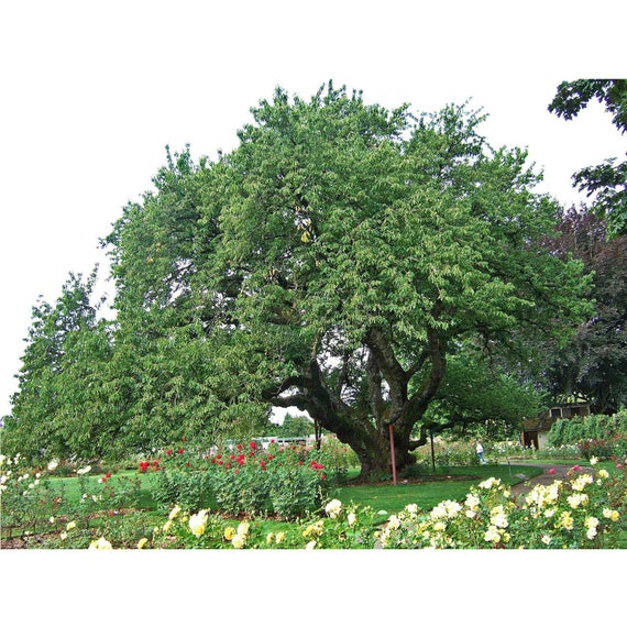 Black Cherry Tree Wild Black Cherry Rum Cherry Mountain