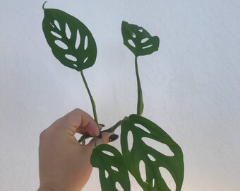Monstera Obliqua Adansonii - Swiss Cheese Vine