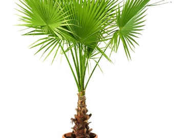 Washingtonia filifera seeds (Desert fan palm, California palm) / 25 seeds