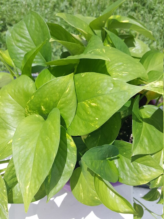 Items similar to Pothos/Pathos House Plants AKA Household