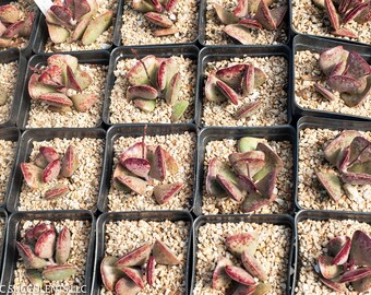 御所锦 水泡 Adromischus Maculatus Rare and Beautiful Succulent Growing in 3.5" Nursery Pot
