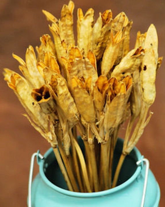 Dried Iris Pods Dried Iris Flower Dried Flowers Dried