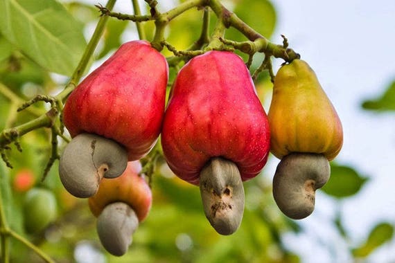 The cashew tree Anacardium occidentale