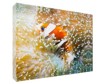 Great Barrier Reef Anemonefish in Sea Anemone 30x20x3cm Acrylic Photography Print