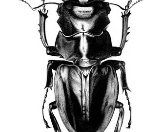 Odontolabis cuvera: Golden Stag Beetle