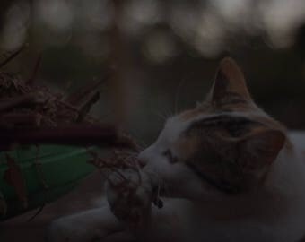 Cute Cat Photo