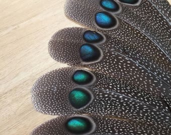 Peacock Pheasant tail feather - rare unique cruelty free naturally molted exotic tropical jungle southeast asia rainforest pheasant
