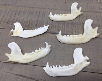 Raccoon jaw bone | Etsy