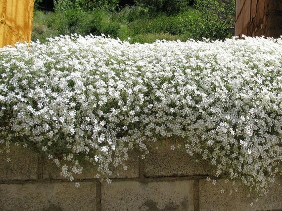 Snow-in-Summer FLOWER SEEDS wonderful ground cover
