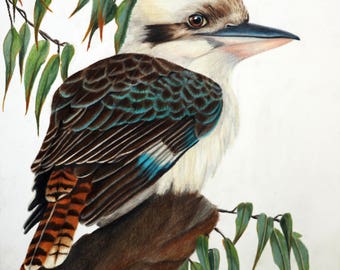 Kookaburra sketch original drawing 5x7 inches 12x18cm pen