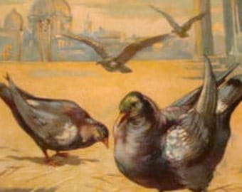 Nice Embossed Vintage Bird Postcard (Pidgons)