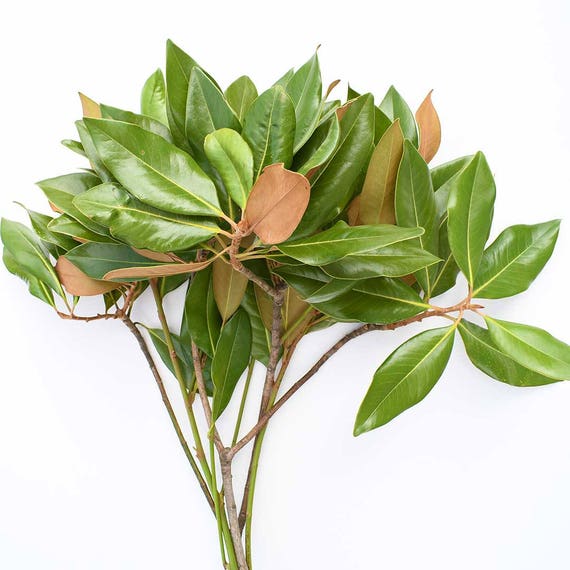 Fresh Magnolia Branches Free Shipping