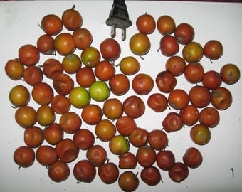 Ziziphus Spinosa (sour-sweet) - 6 seeds