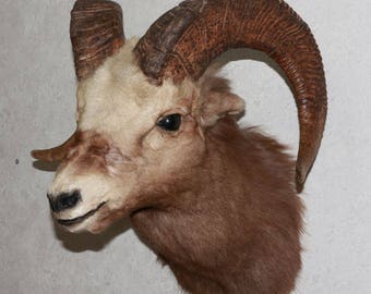 Snow Sheep - Taxidermy Head Shoulder Mount, Stuffed Animal For Sale - Siberian Bighorn Ram - ST3948
