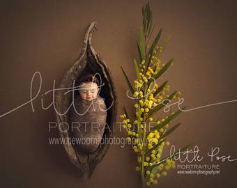Little Pose ~ Wattle Pod Newborn Digital Background High Res jpg file