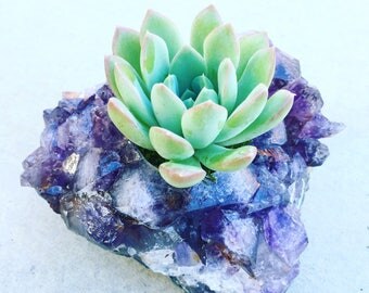 Succulents in Crystal Planters