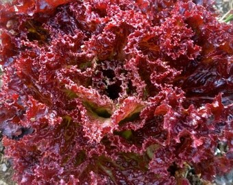 Merlot Lettuce - 100 seeds - Galactic, Lollo Rosso - Organic, non-GMO