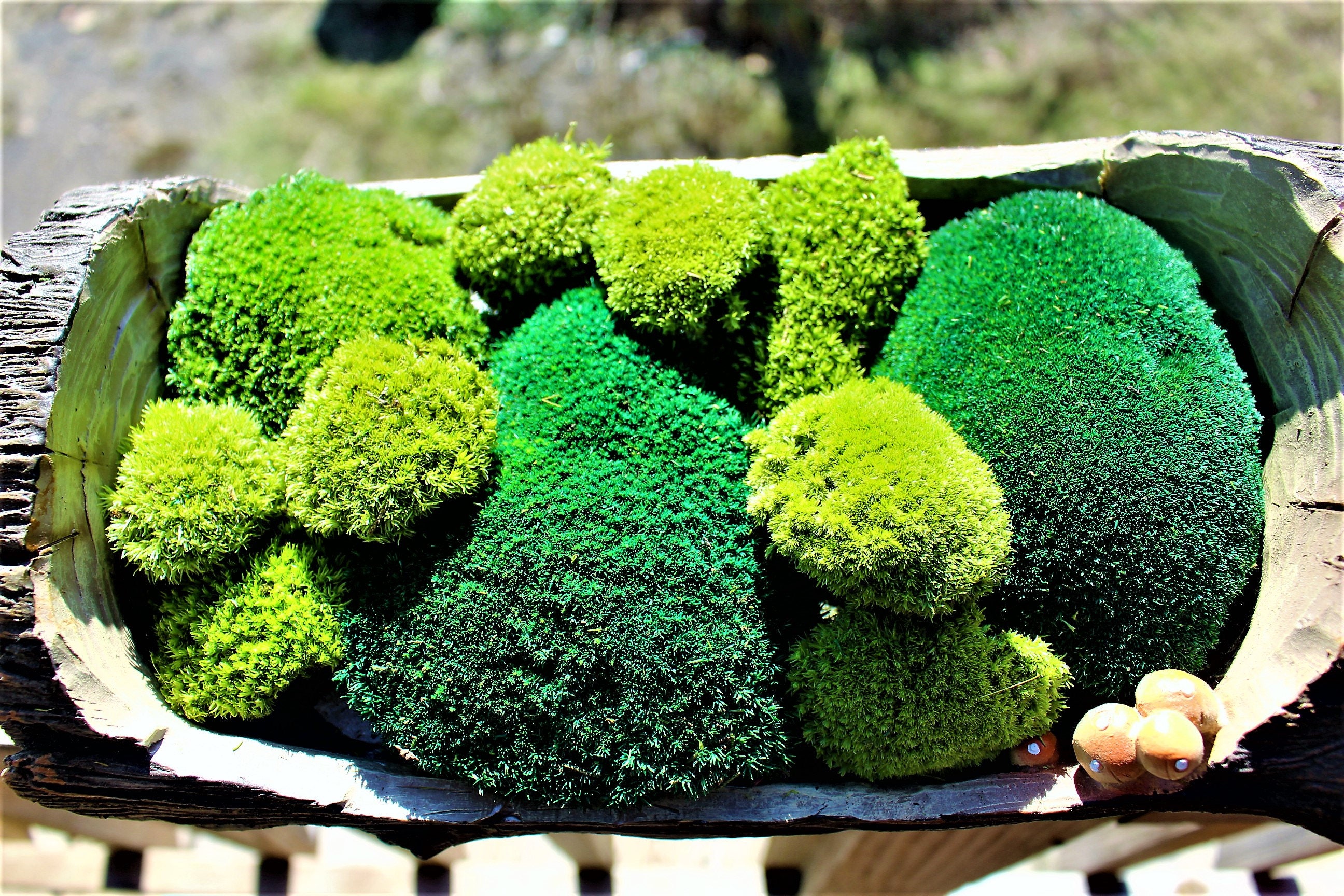 Preserved MossNEW softer Pillow MossCushion MossNO water neededNow