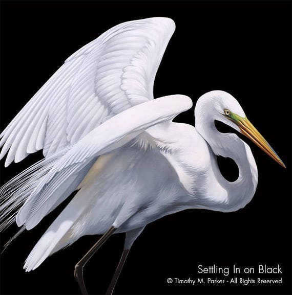 Contemporary Egret Painting Reproduction SETTLING IN   Il 570xN.1472474779 Xvh9 