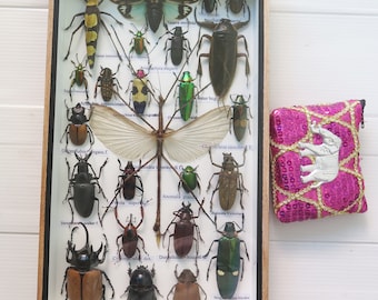 3D Real Rare Big Set Stick Bug Bugs Insect Insects Framed Box Display Taxidermy Spider Gideon Jewel Dung Beetle Cicada Scorpion Entomology