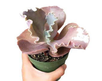Echeveria Bittersweet Pink Purple Ruffle Scallop Curly Succulent Pot Terracotta