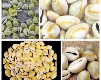 Bulk Money Cowrie or Ringtop Seashells Wedding and Floral Coastal Beach Decor and Supplies, Terrariums and Photo Shoot Prop